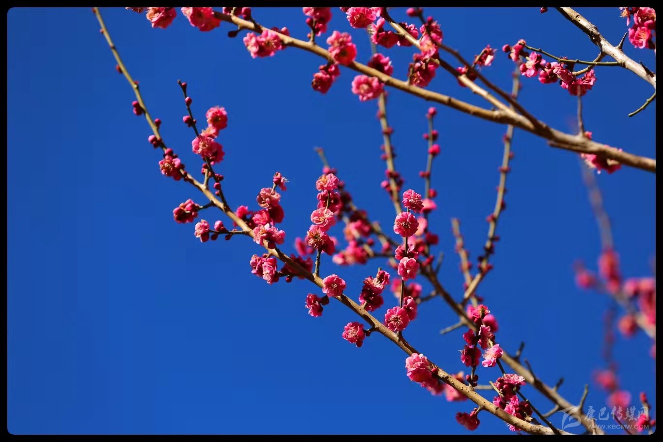 早春時節春意鬧 梅花枝頭俏