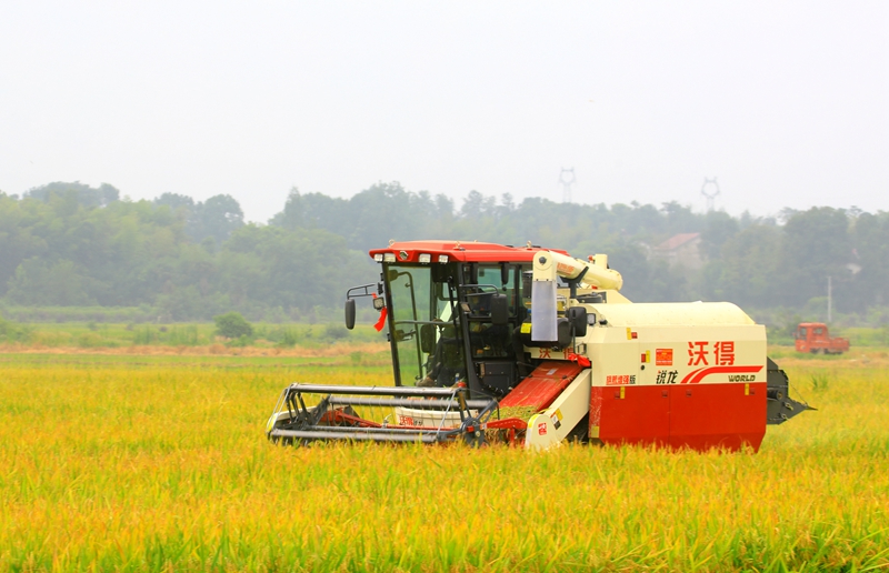 早稻收割忙，農(nóng)機(jī)來助力。常德市鼎城區(qū)融媒體中心供圖